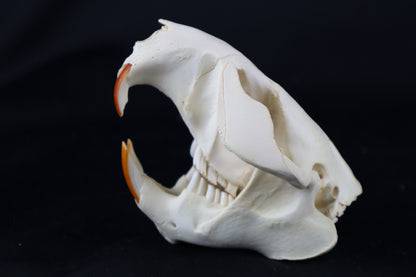 Beaver Skull