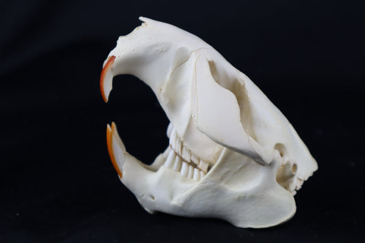 Beaver Skull