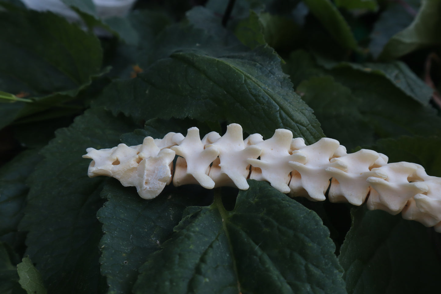Raccoon Spinal Column Articulation
