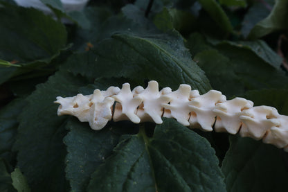 Raccoon Spinal Column Articulation