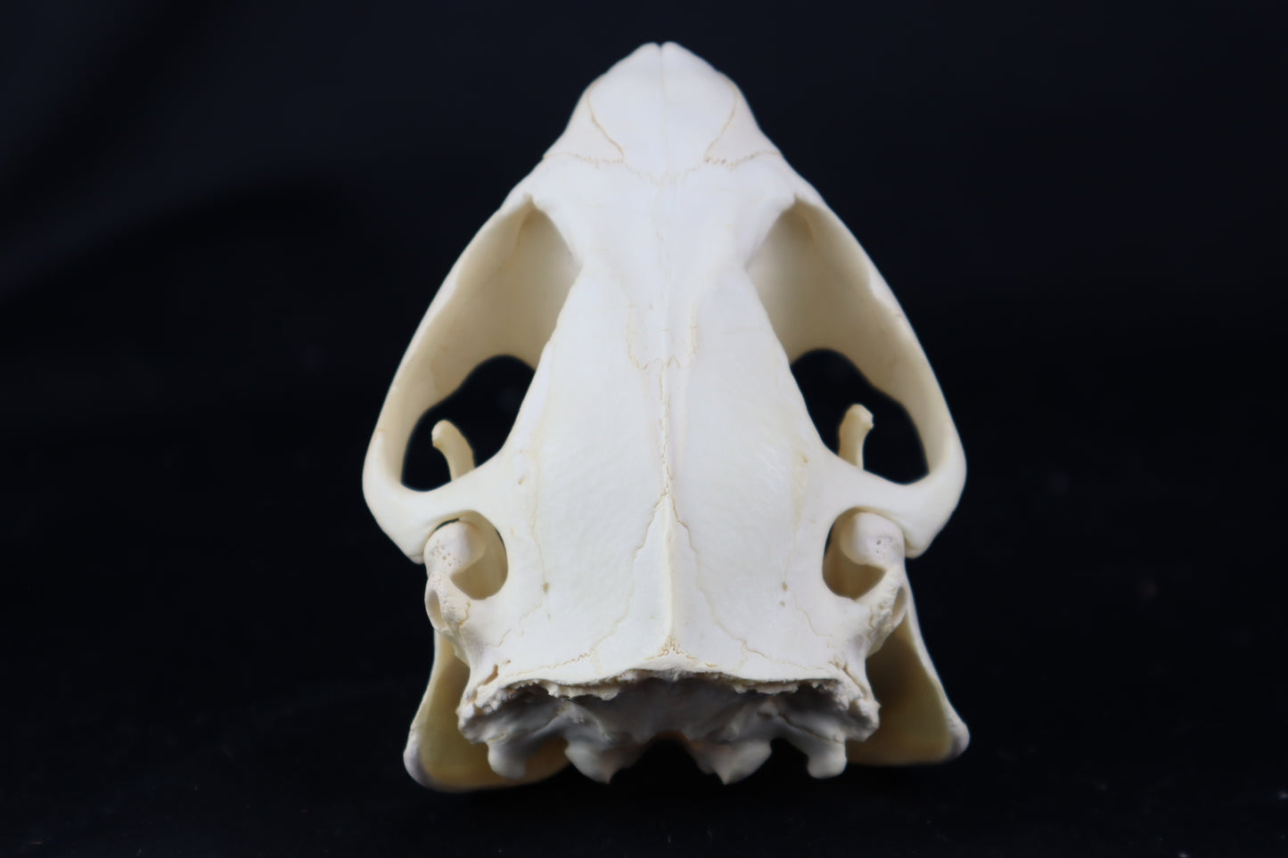 Beaver Skull