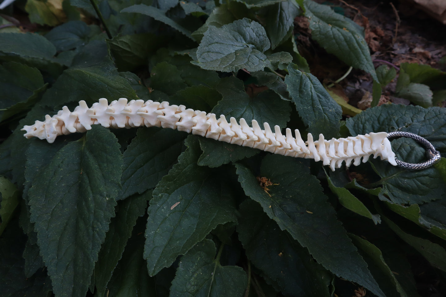 Raccoon Spinal Column Articulation