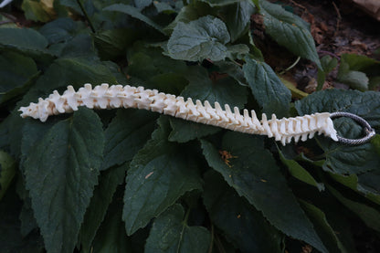 Raccoon Spinal Column Articulation