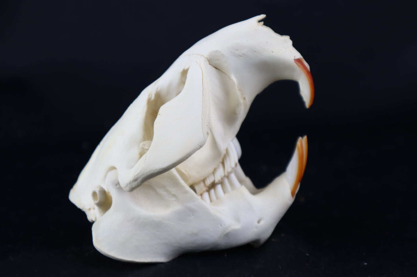 Beaver Skull