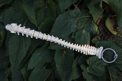 Raccoon Spinal Column Articulation