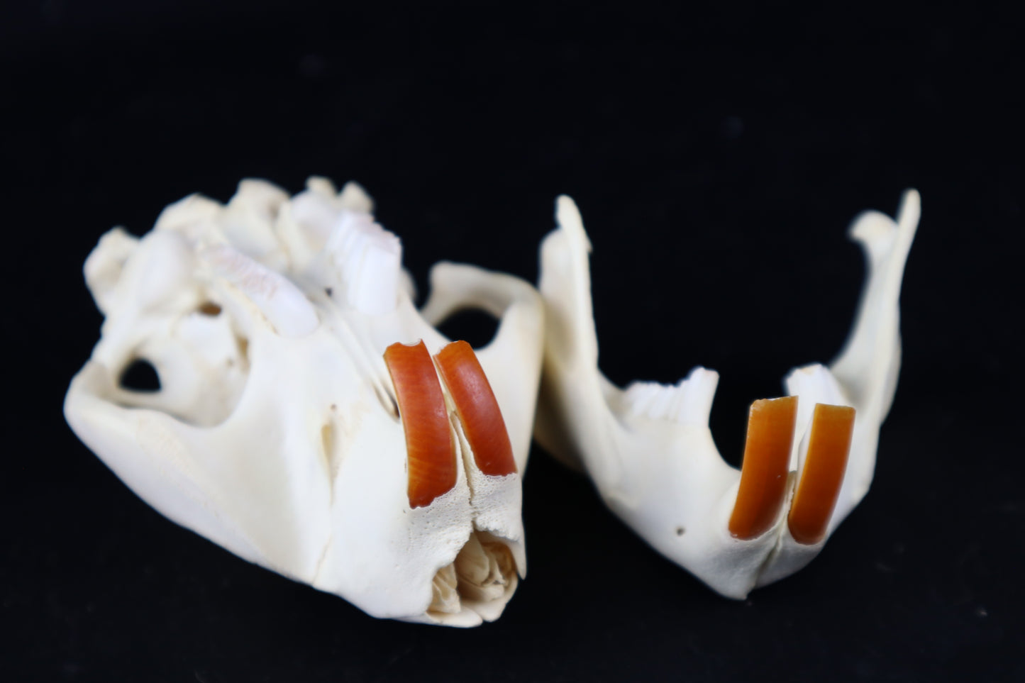 Beaver Skull