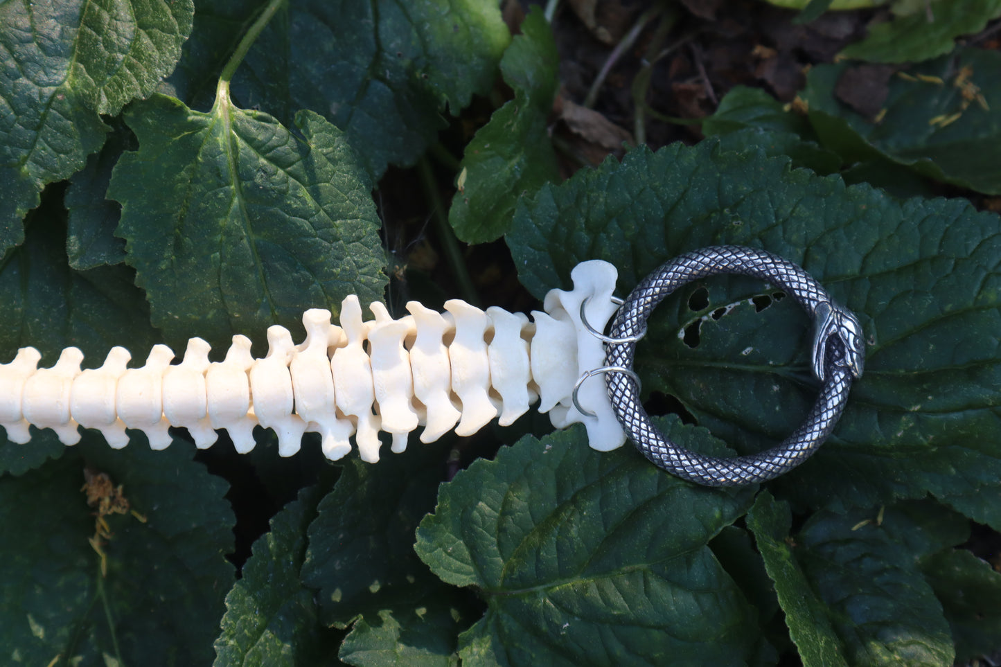 Raccoon Spinal Column Articulation