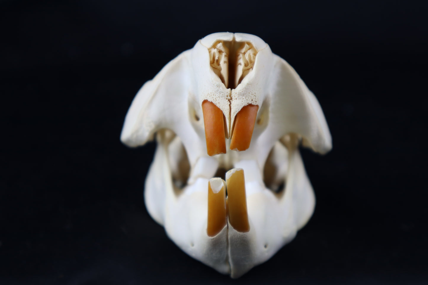 Beaver Skull