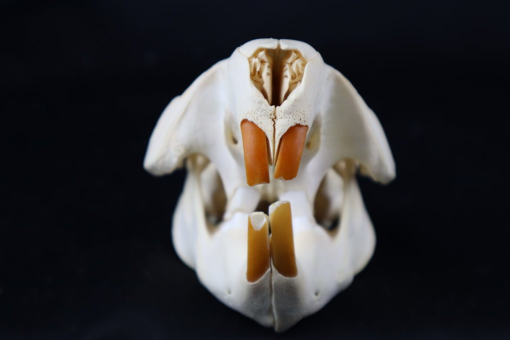 Beaver Skull