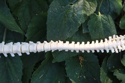 Raccoon Spinal Column Articulation