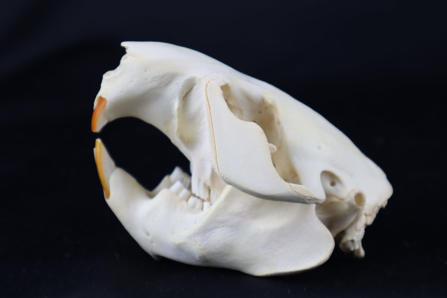 Beaver Skull