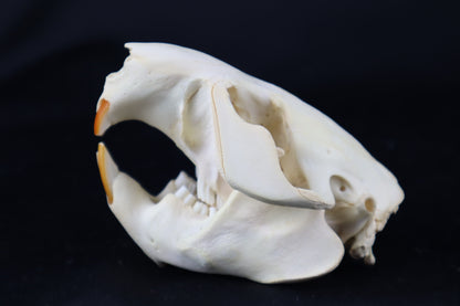 Beaver Skull