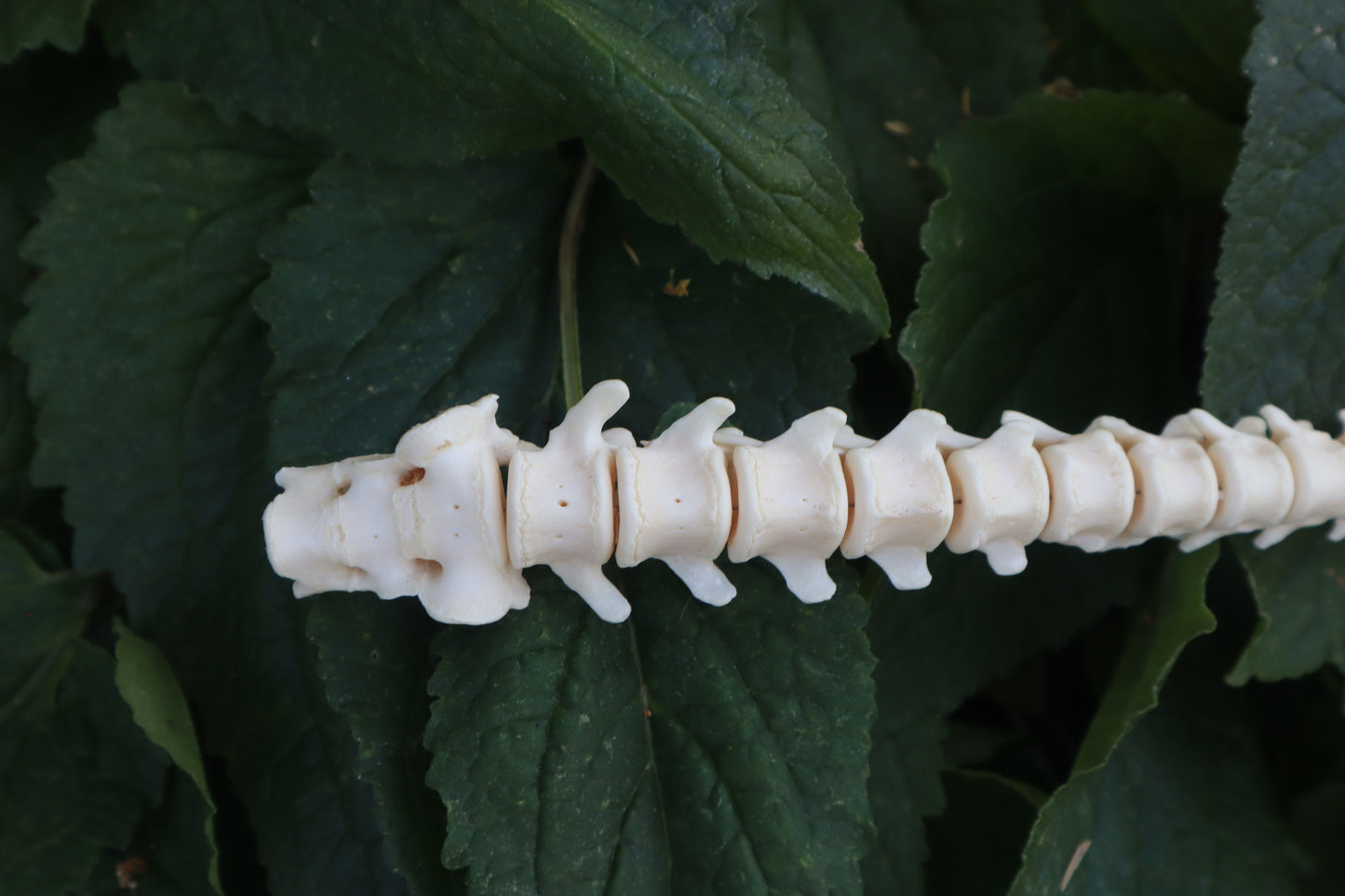 Raccoon Spinal Column Articulation