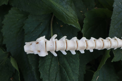 Raccoon Spinal Column Articulation