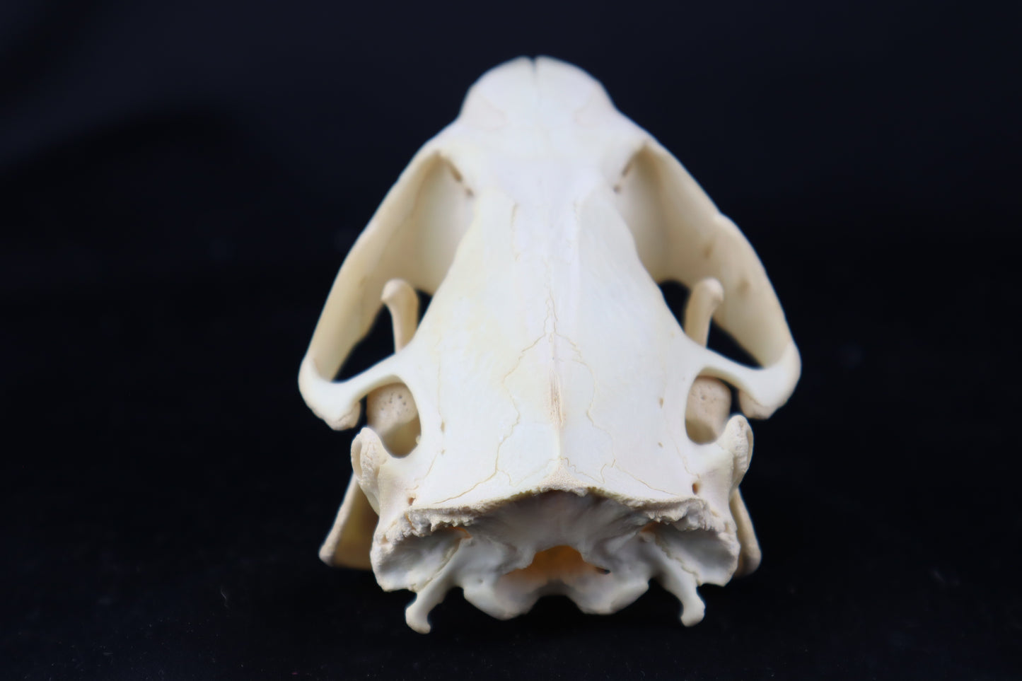 Beaver Skull