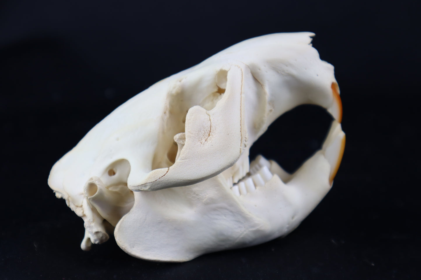 Beaver Skull