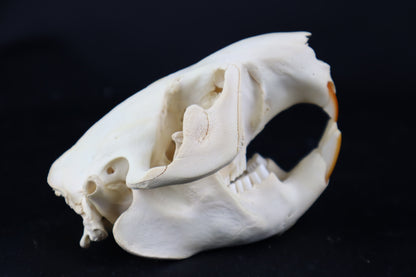 Beaver Skull
