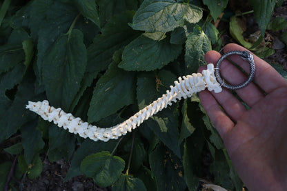 Raccoon Spinal Column Articulation