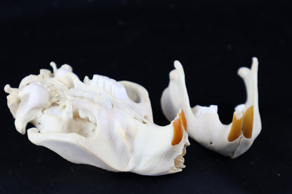Beaver Skull