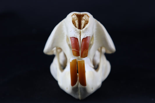 Beaver Skull