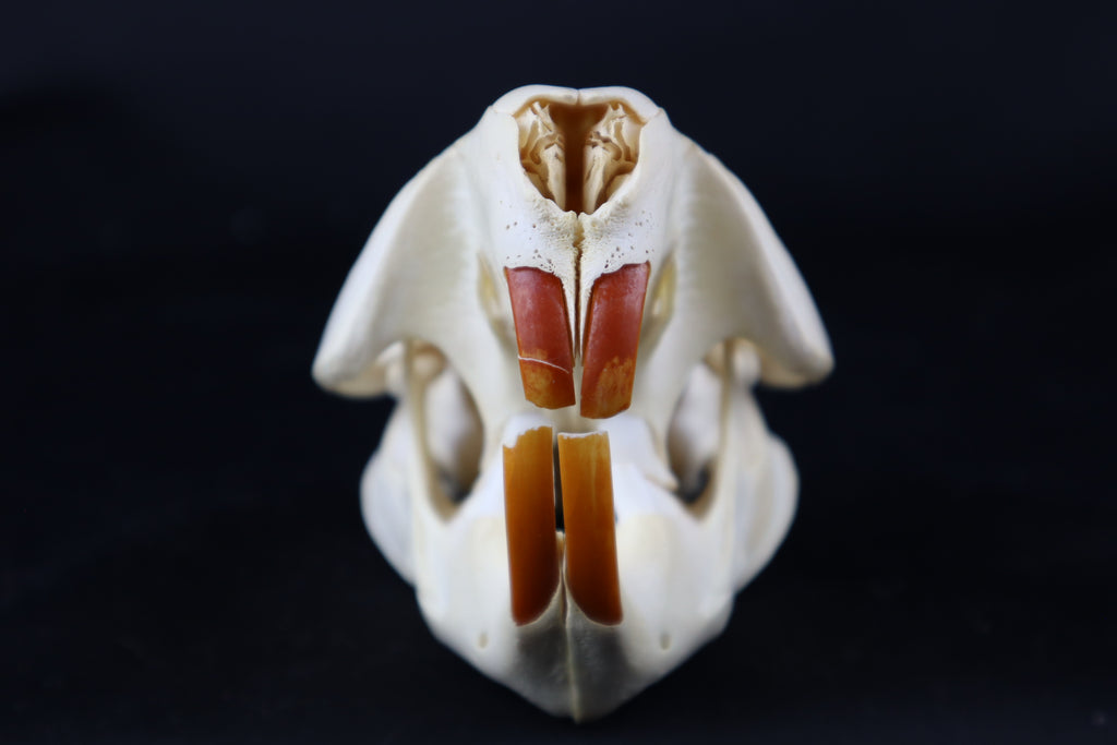 Beaver Skull