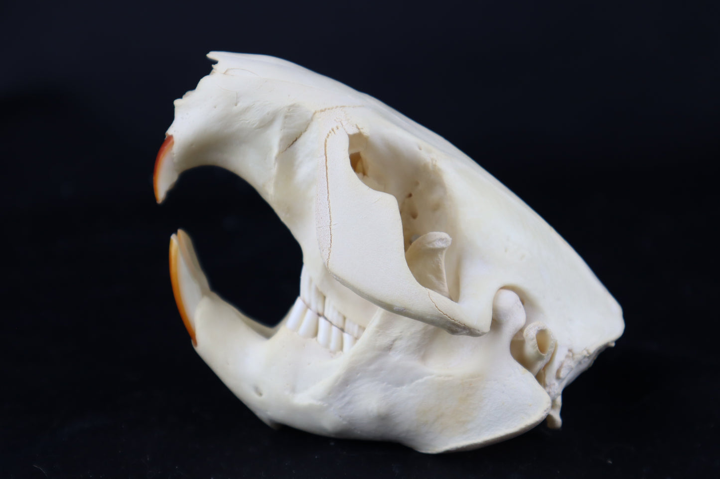 Beaver Skull