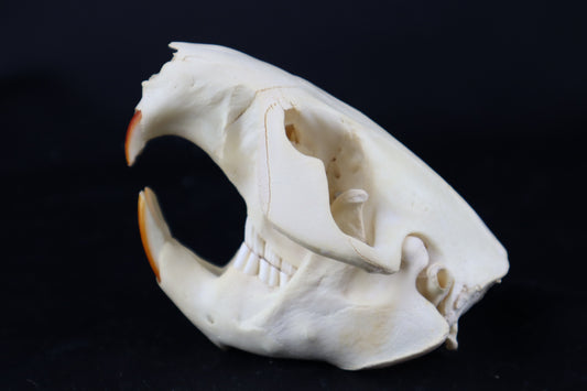 Beaver Skull
