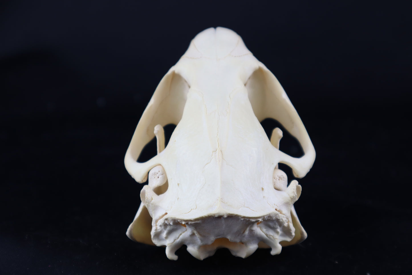 Beaver Skull
