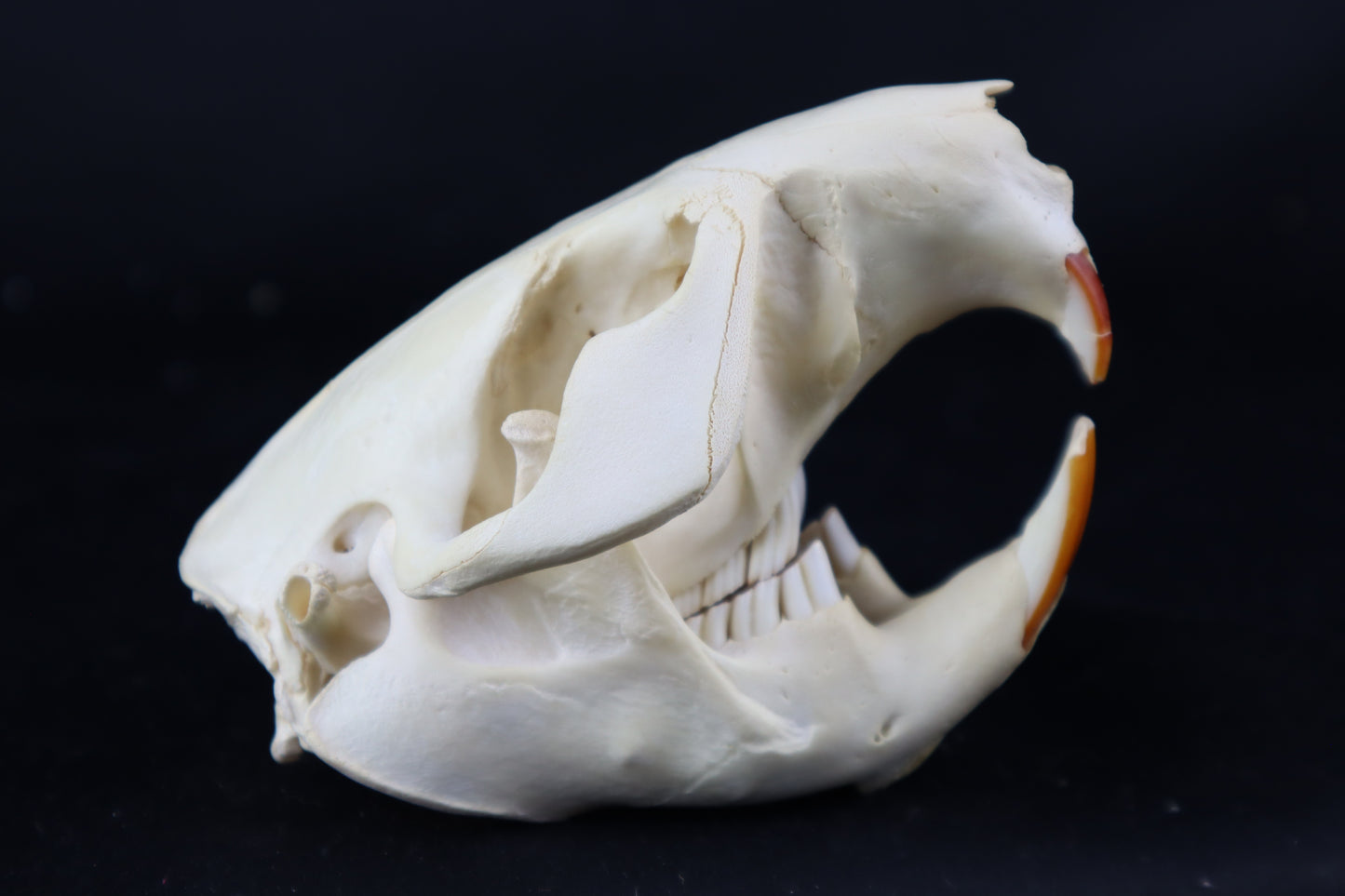 Beaver Skull