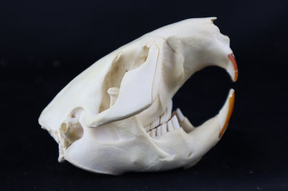 Beaver Skull