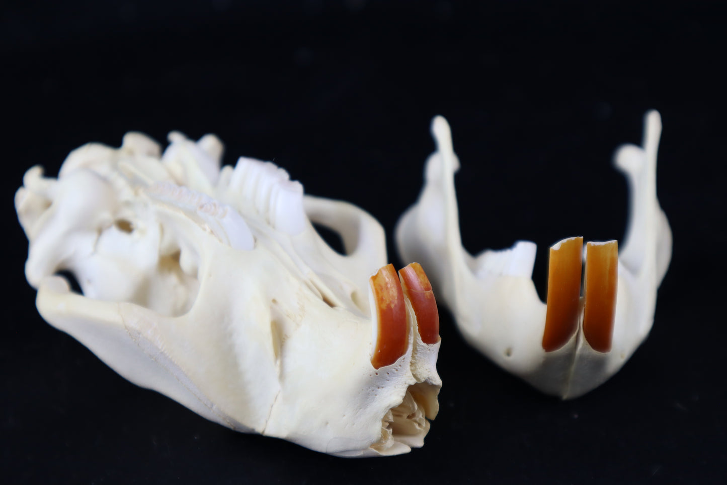 Beaver Skull