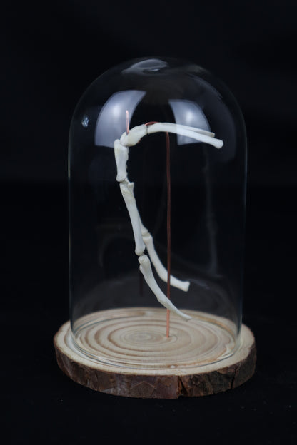 Gray Wolf Hyoid Articulation
