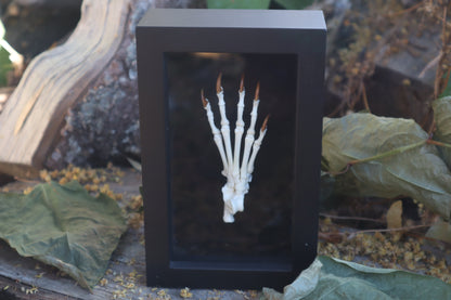 Raccoon Paw Articulation