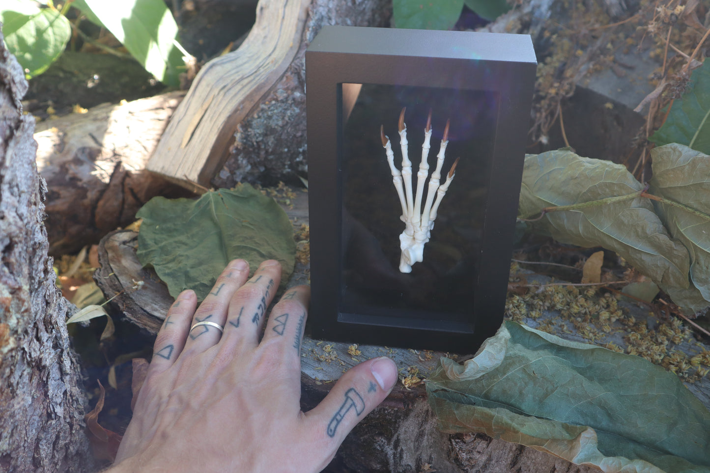 Raccoon Paw Articulation