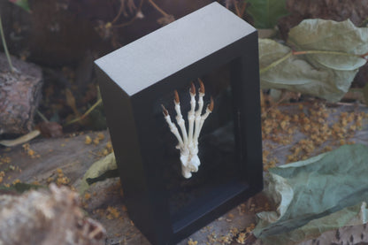 Raccoon Paw Articulation