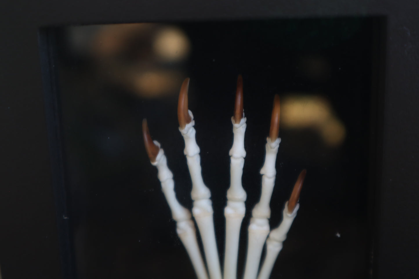 Raccoon Paw Articulation