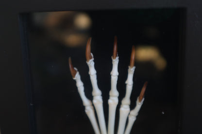 Raccoon Paw Articulation