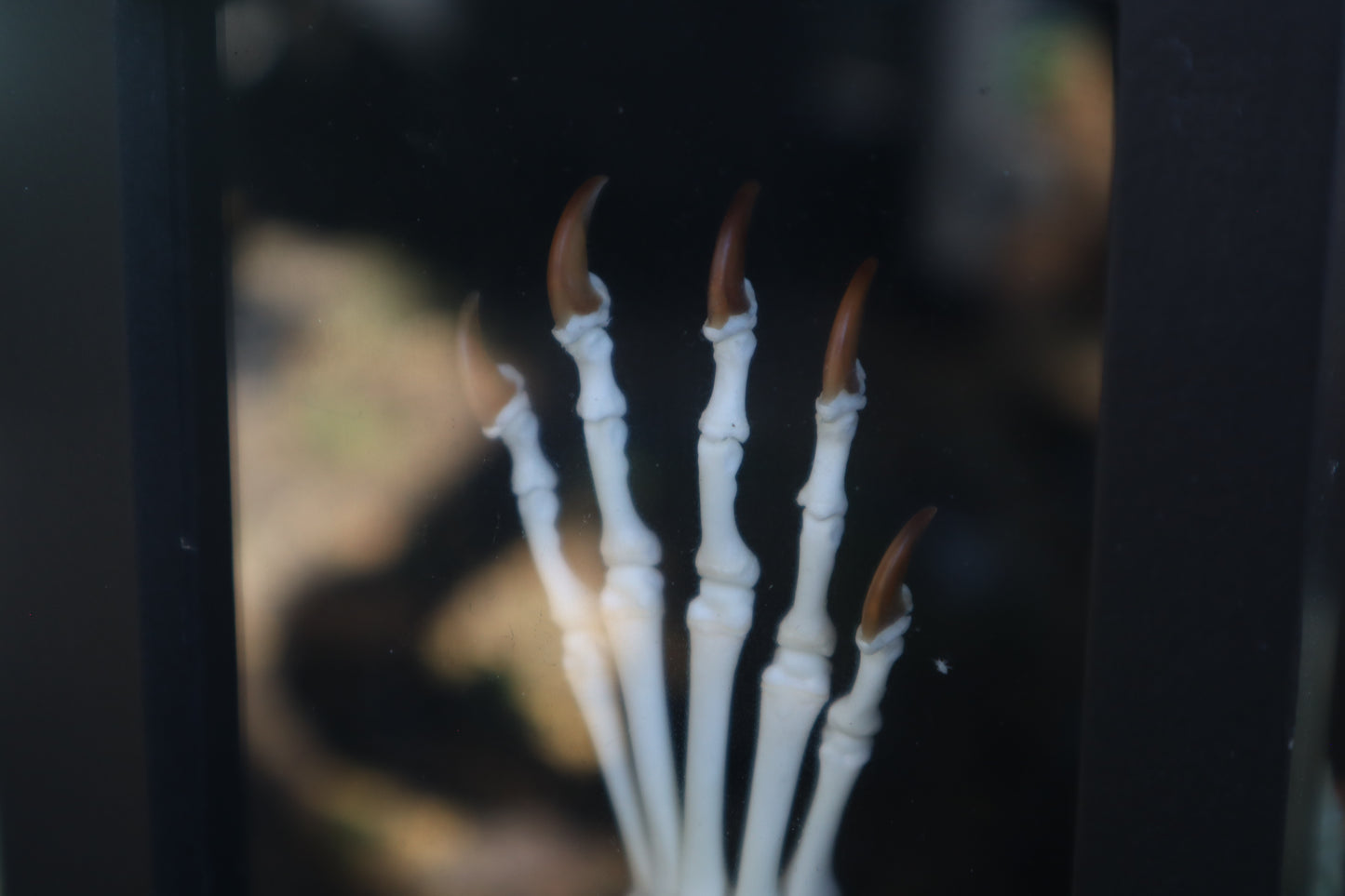 Raccoon Paw Articulation