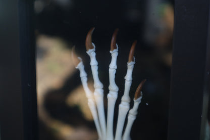 Raccoon Paw Articulation