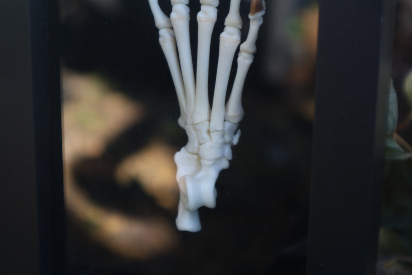 Raccoon Paw Articulation