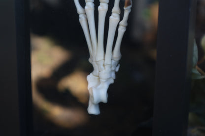 Raccoon Paw Articulation