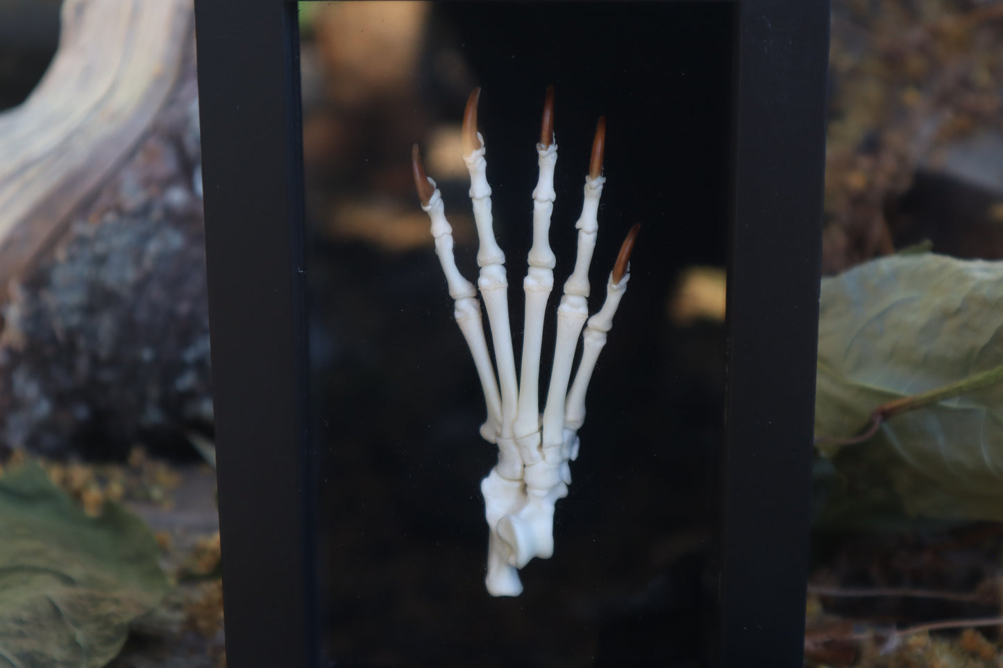 Raccoon Paw Articulation