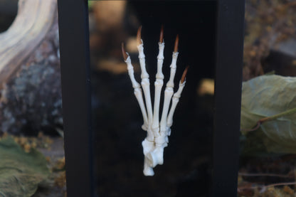 Raccoon Paw Articulation