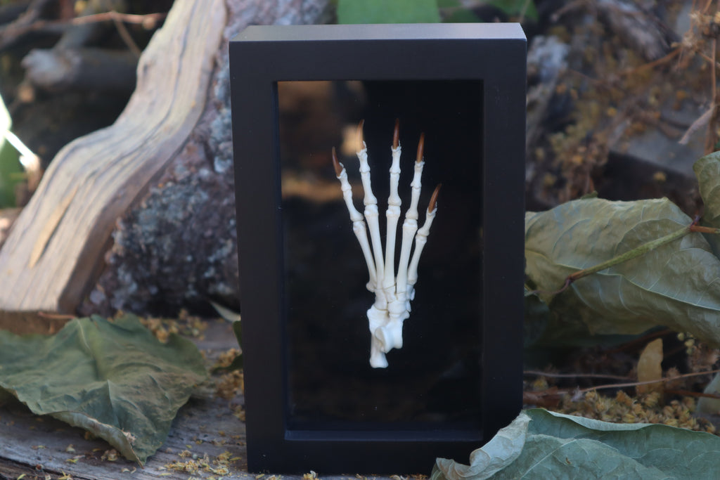Raccoon Paw Articulation