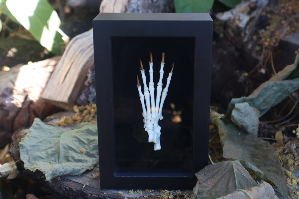 Raccoon Paw Articulation