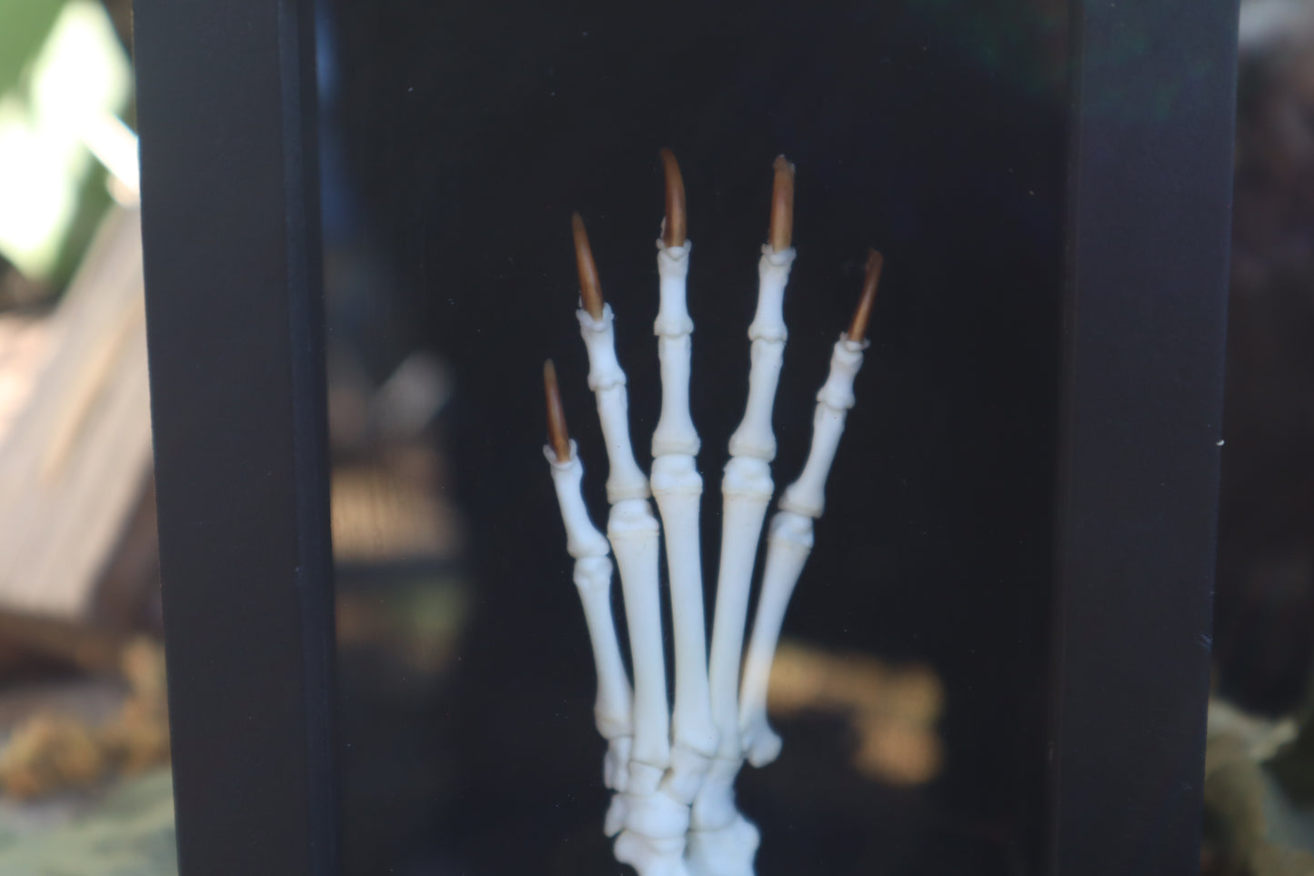 Raccoon Paw Articulation