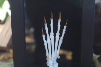 Raccoon Paw Articulation