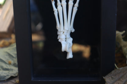 Raccoon Paw Articulation