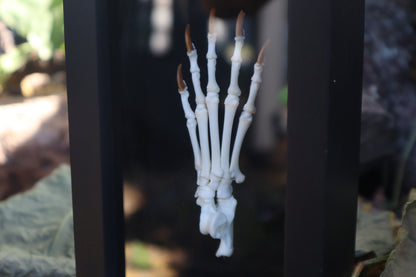 Raccoon Paw Articulation