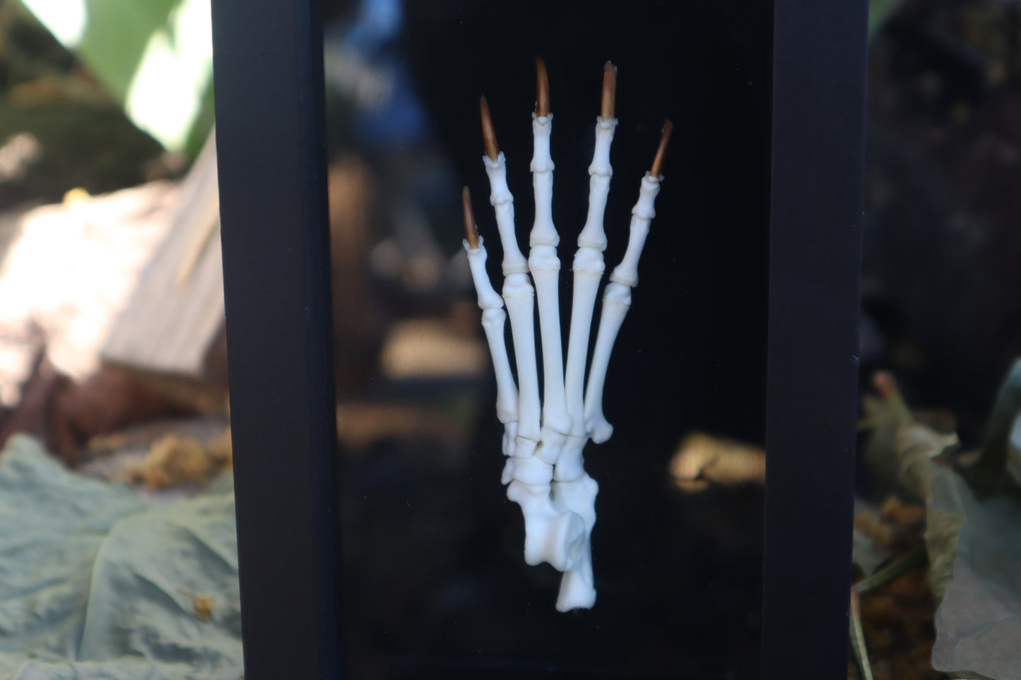 Raccoon Paw Articulation